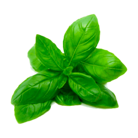 Basil