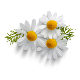 Chamomile