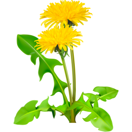 Dandelion