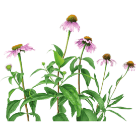 Echinacea