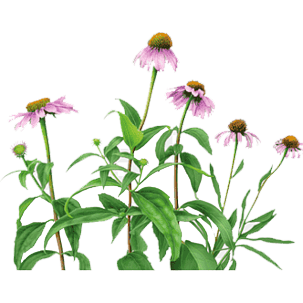 echinacea