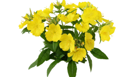 Evening Primrose