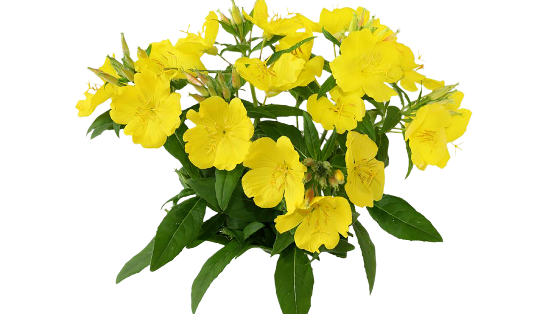 evening-primrose-flower-transpar