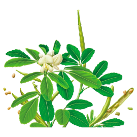 Fenugreek