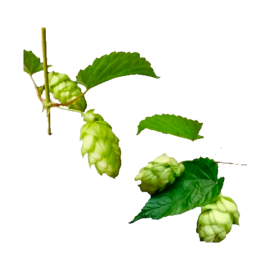 Hops