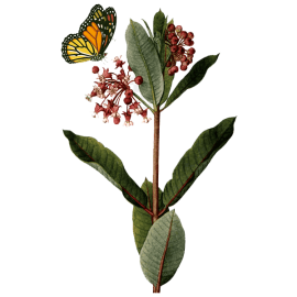 Milkweed