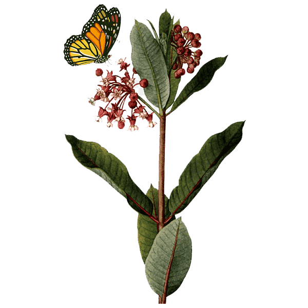 milkweed