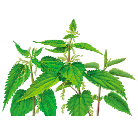 Nettle