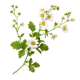 Feverfew