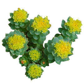 Rhodiola