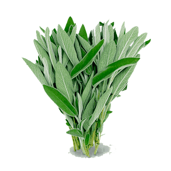 sage