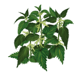 Stinging Nettle
