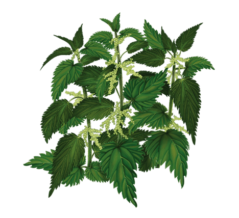 sting-nettle