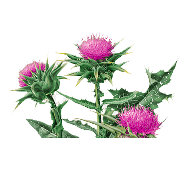 thistle