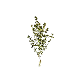 Thyme