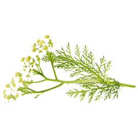 Yarrow