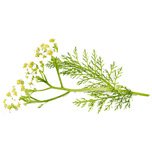 yarrow